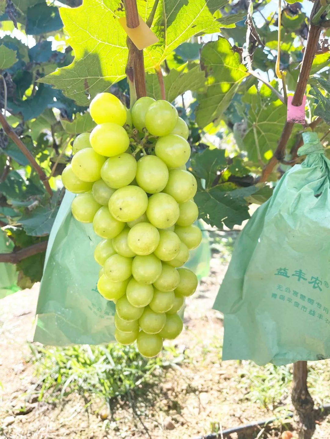 南山村委会交通新动态，迈向便捷未来