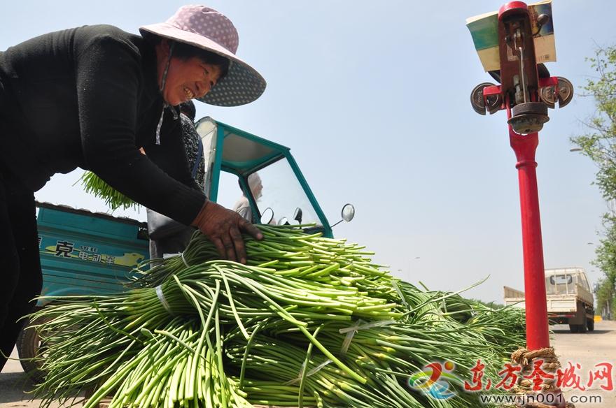 金乡蒜苔价格行情最新分析
